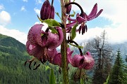 All’Angelo di CIMA CADELLE (2483 m) dalla Baita del Camoscio (1750 m) il 23 giugno 2018 - FOTOGALLERY